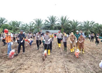 Tanam Jagung Serentak Satu Juta Hektar: Langkah Nyata Menuju Swasembada Pangan 2025
