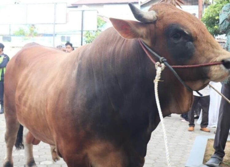 Sapi Kurban Presiden RI Diserahkan di Masjid Besar Ar Rasyidin, Wagub Kaltim: Simbol Kepedulian untuk Semua