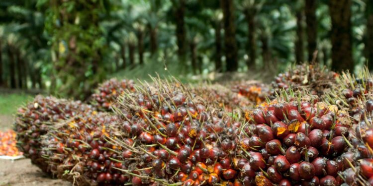 Harga TBS Sawit Kaltim Masih Melemah di Akhir Mei, Disbun Sebut Dampak Turunnya Harga CPO