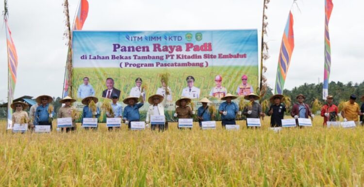 Panen Raya Padi di Lahan Pascatambang, Kukar dan PT Kitadin Jadi Role Model Ketahanan Pangan