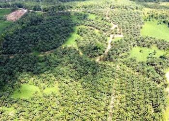 DPRD Kaltim Tindaklanjuti Aduan Warga Soal Perusahaan Sawit di Kutai Barat