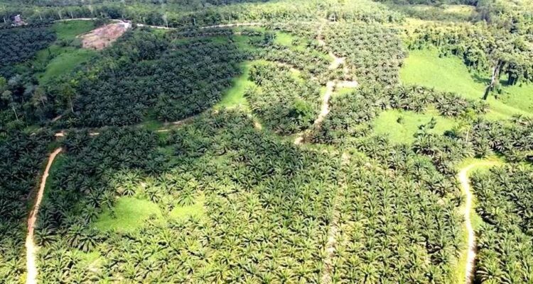 DPRD Kaltim Tindaklanjuti Aduan Warga Soal Perusahaan Sawit di Kutai Barat