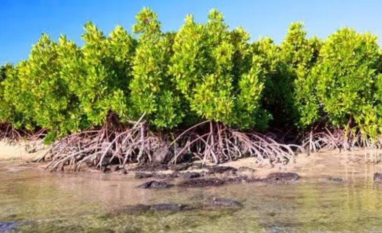 Luas Mangrove di Kaltim Menyusut Drastis, Wagub Seno Aji Ingatkan Ancaman Abrasi