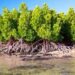 Luas Mangrove di Kaltim Menyusut Drastis, Wagub Seno Aji Ingatkan Ancaman Abrasi
