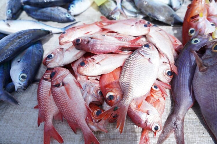 Konsumsi Ikan Kaltim Naik Jadi 59,75 Kg per Kapita, DKP Fokus Edukasi Balita dan Anak Sekolah