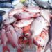 Konsumsi Ikan Kaltim Naik Jadi 59,75 Kg per Kapita, DKP Fokus Edukasi Balita dan Anak Sekolah