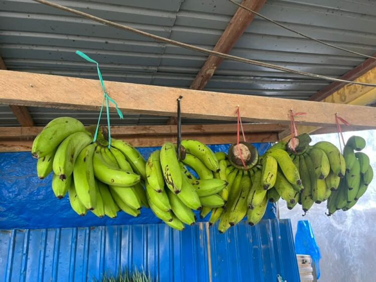 Produk Pisang Kaliorang Naik Kelas, UMKM Lokal Jadi Motor Baru Penggerak Ekonomi